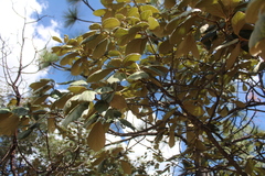Quercus mcvaughii