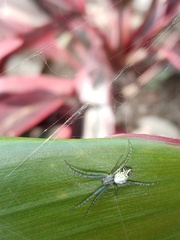 Cyrtophora cicatrosa