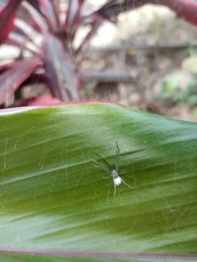 Cyrtophora cicatrosa