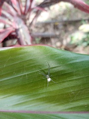 Cyrtophora cicatrosa