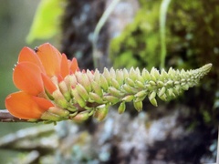 Erythrina edulis