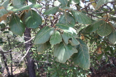 Quercus mcvaughii