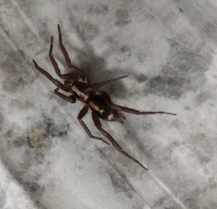 Herpyllus propinquus