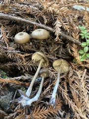 Entoloma formosum
