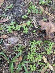 Houstonia procumbens