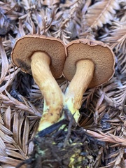 Chalciporus
