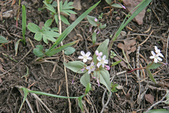 Claytonia lanceolata