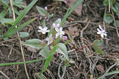 Claytonia lanceolata