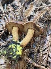 Chalciporus