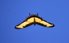 Heraclides androgeus epidaurus