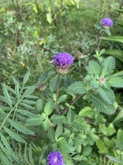 Centratherum punctatum