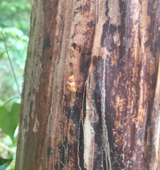 Copestylum sexmaculatum