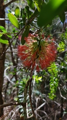 Melaleuca