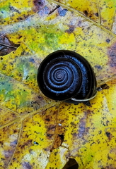 Helminthoglypta sequoicola