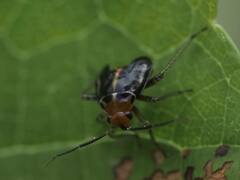Poecilocapsus lineatus