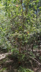 Melaleuca