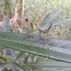 Hierodula patellifera