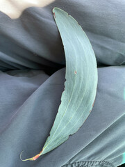 Juliflorae