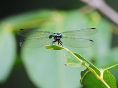 Austrogomphus prasinus