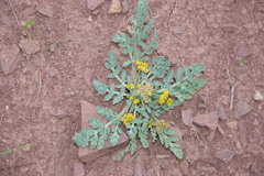 Cymopterus longipes
