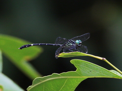 Austrogomphus prasinus