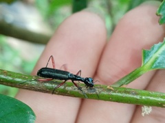 Neocollyris