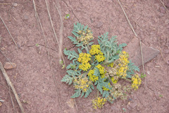 Cymopterus longipes