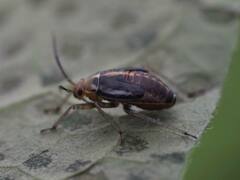 Poecilocapsus lineatus