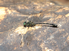 Hemigomphus theischingeri
