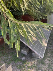 Phyllanthus emblica