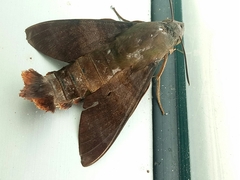 Macroglossum divergens