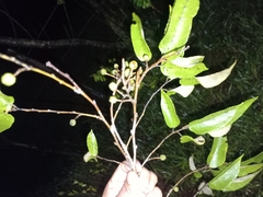 Grewia flavescens