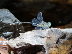 Hemigomphus theischingeri