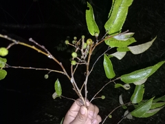 Grewia flavescens