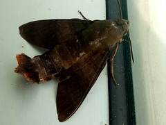 Macroglossum divergens