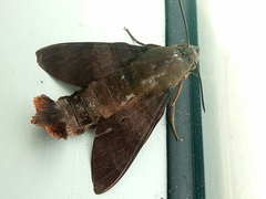 Macroglossum divergens