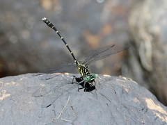 Hemigomphus theischingeri