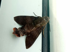 Macroglossum divergens