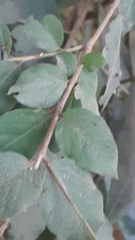 Malpighia glabra