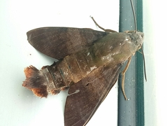 Macroglossum divergens