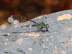 Hemigomphus theischingeri