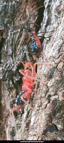 Japanese Assassin Bug