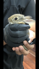 Sylvilagus audubonii