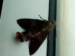 Macroglossum divergens