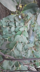 Malpighia glabra
