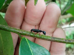 Neocollyris