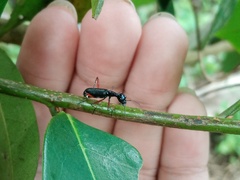 Neocollyris