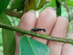 Neocollyris