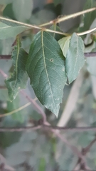 Malpighia glabra
