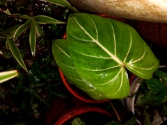 Philodendron melanochrysum